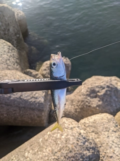 サバの釣果