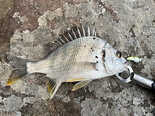 キビレの釣果