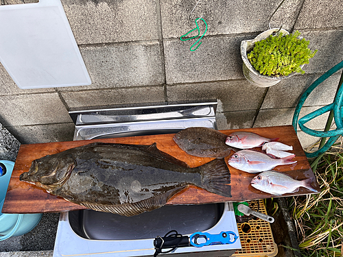 ヒラメの釣果