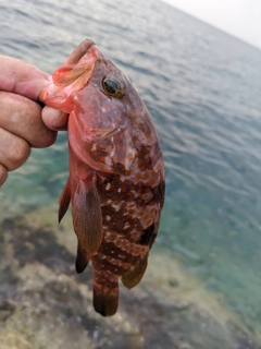 キジハタの釣果