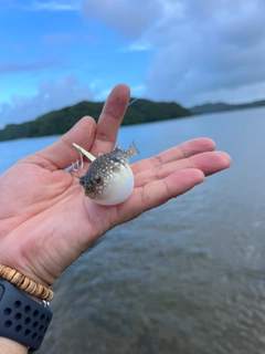 フグの釣果