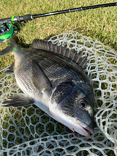 チヌの釣果