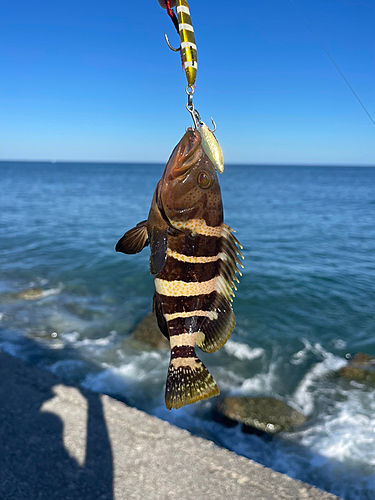 アオハタの釣果