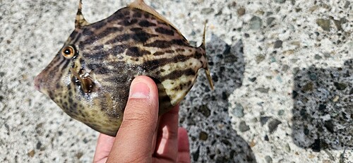 カワハギの釣果