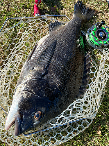 チヌの釣果