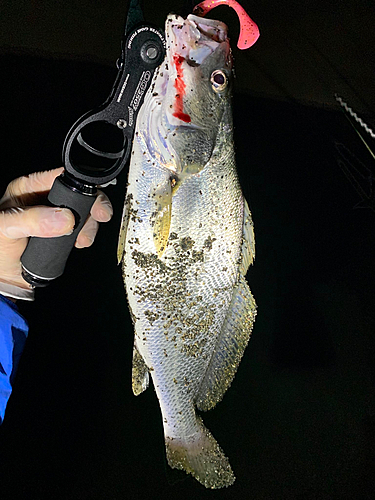 ニベの釣果