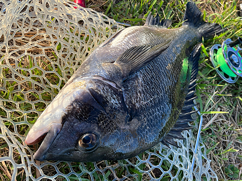 チヌの釣果