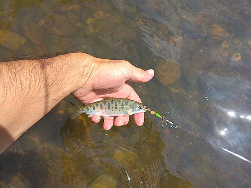 ヤマメの釣果