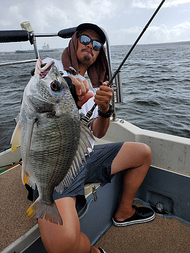 キビレの釣果