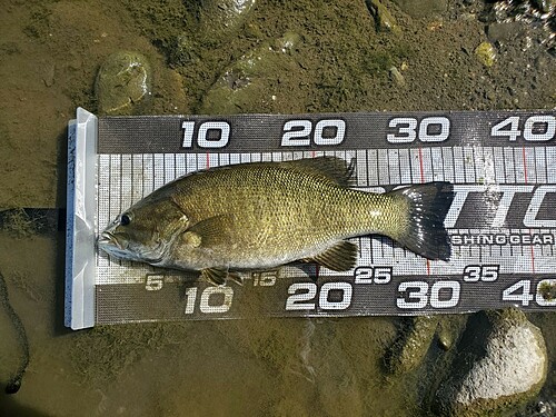 スモールマウスバスの釣果