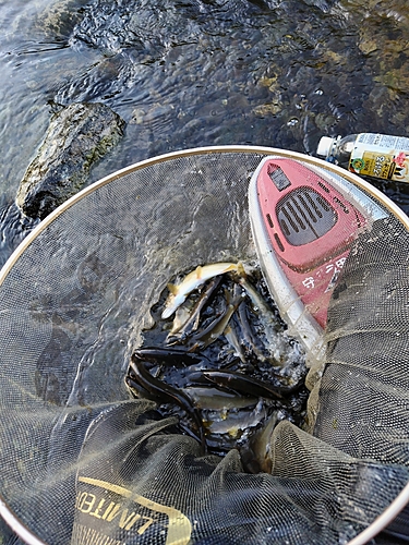 アユの釣果