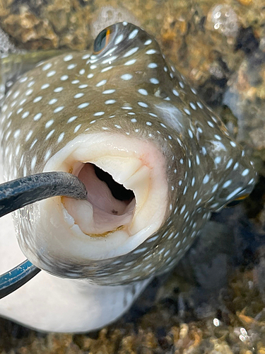 サザナミフグの釣果