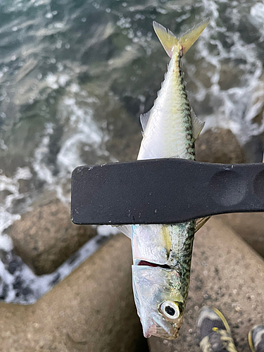 サバの釣果