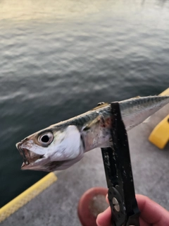 サバの釣果