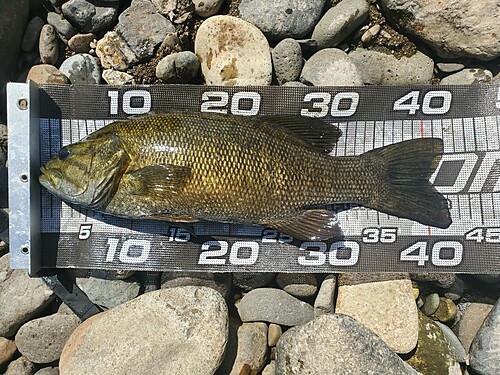 スモールマウスバスの釣果