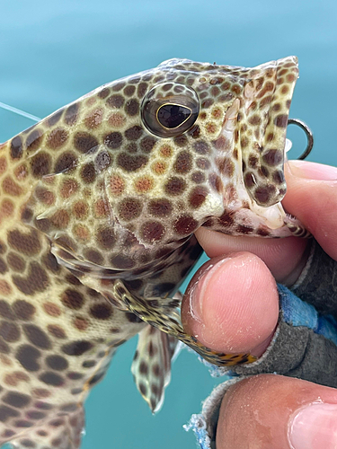 カンモンハタの釣果