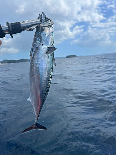 カツオの釣果