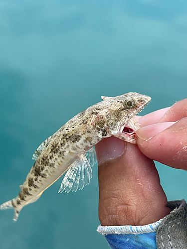 エソの釣果