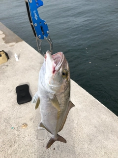 ショゴの釣果