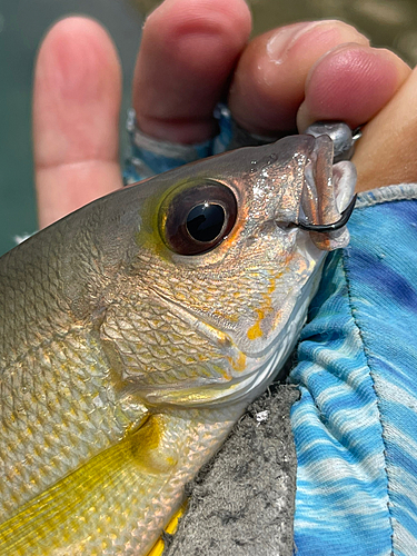 オキフエダイの釣果