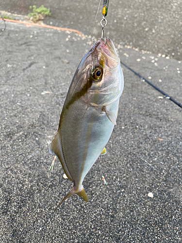 ショッコの釣果