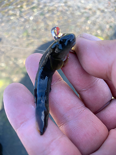 ヌマチチブの釣果