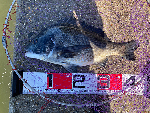 クロダイの釣果