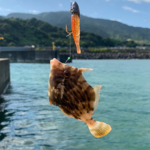 カワハギの釣果