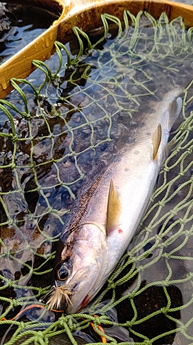 ヤマメの釣果