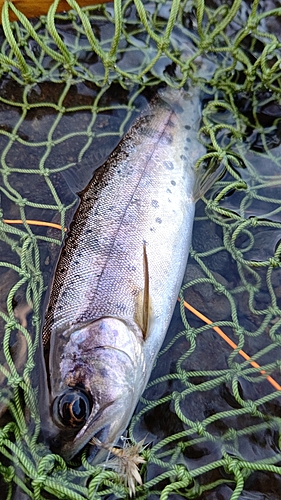 ヤマメの釣果