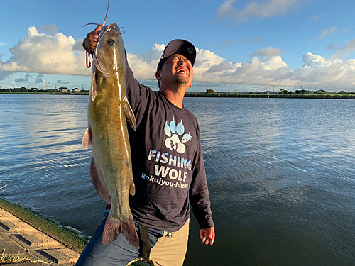 アメリカナマズの釣果