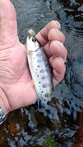 ヤマメの釣果