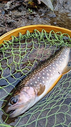 イワナの釣果