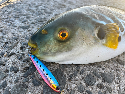 シマフグの釣果