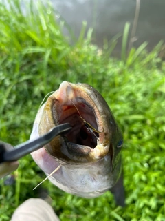 ナマズの釣果