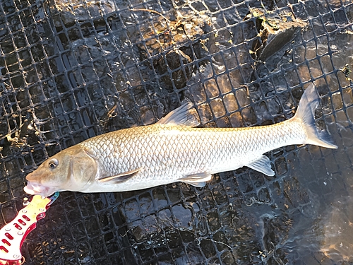 ニゴイの釣果