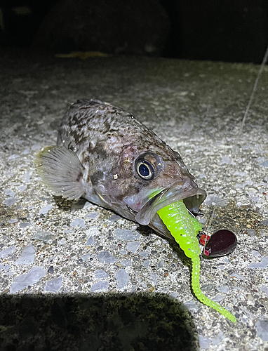 クロソイの釣果