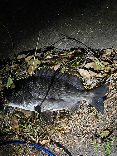 チヌの釣果