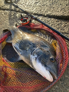 クロダイの釣果