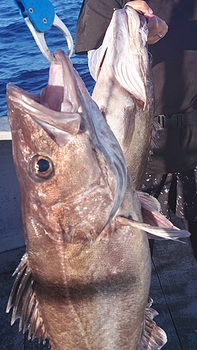 アラの釣果