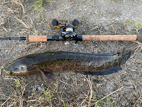 ライギョの釣果