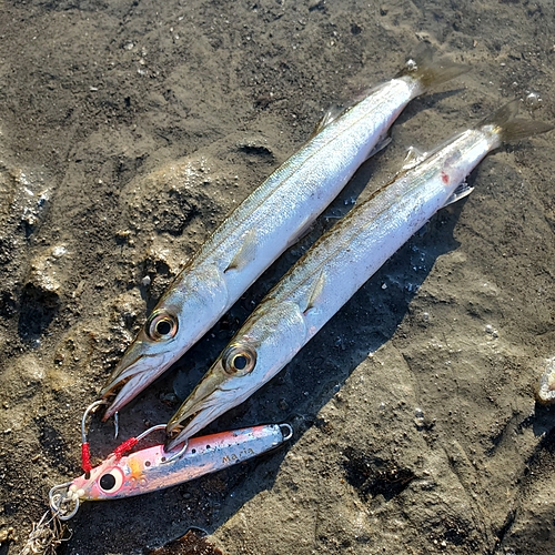 カマスの釣果