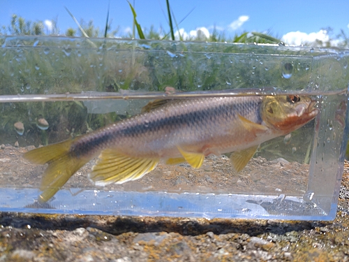 カワムツの釣果