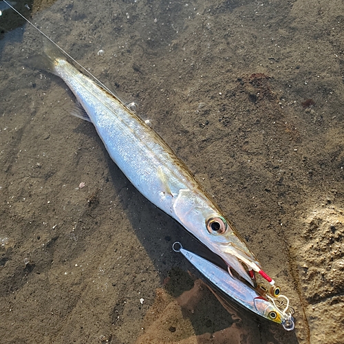 カマスの釣果