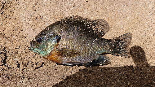 ブルーギルの釣果