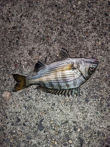 チャリコの釣果