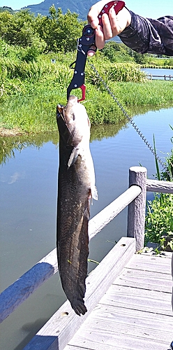 ナマズの釣果