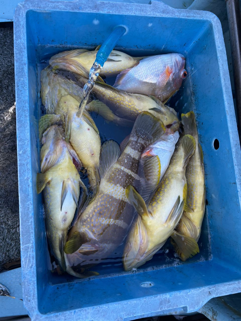 とっしさんの釣果 2枚目の画像