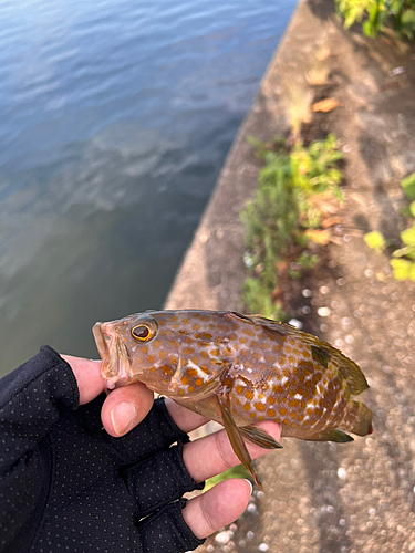 キジハタの釣果