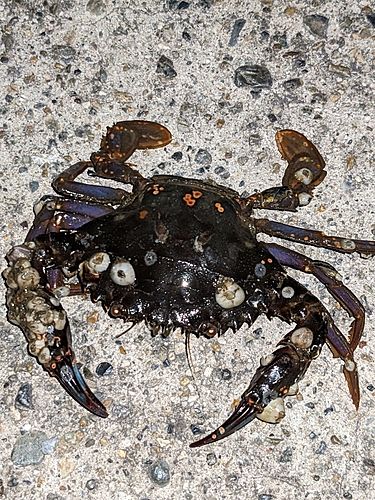 イシガニの釣果
